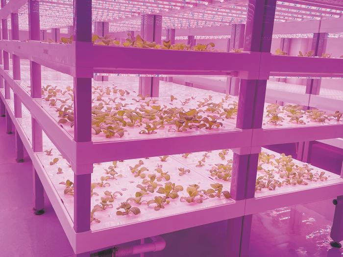 在物美植物工廠里，通過LED燈的照射，蔬菜散發(fā)勃勃生機。受訪者供圖